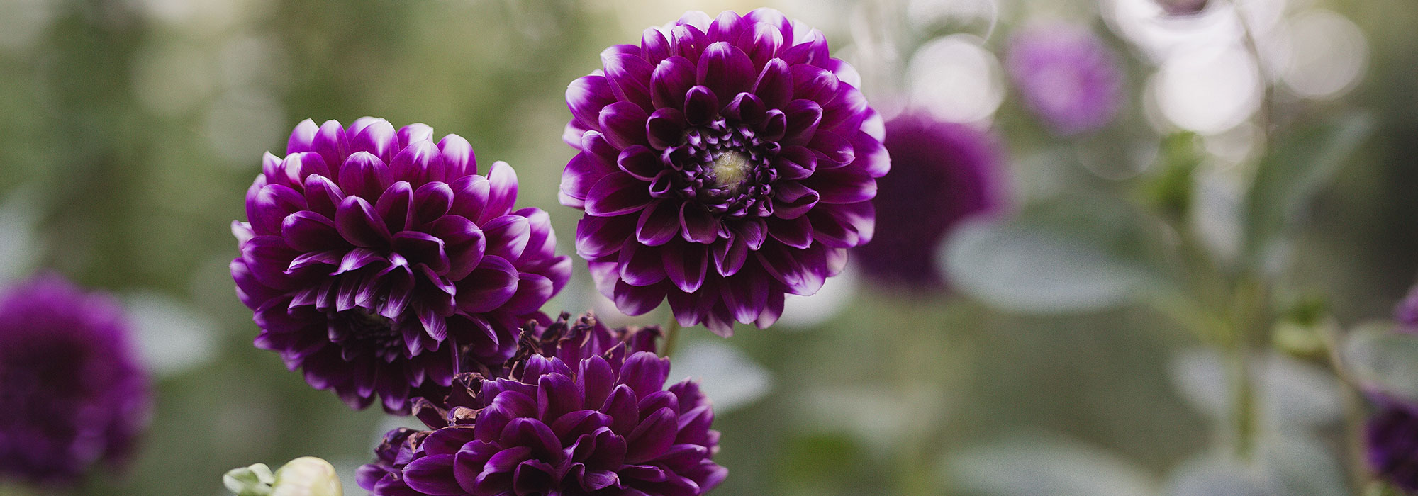 closeup of flower blooming