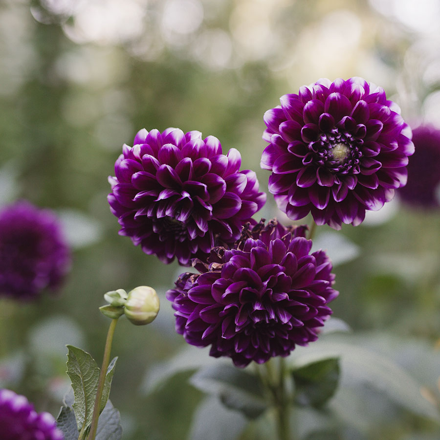 summer flowers in okanagan bc