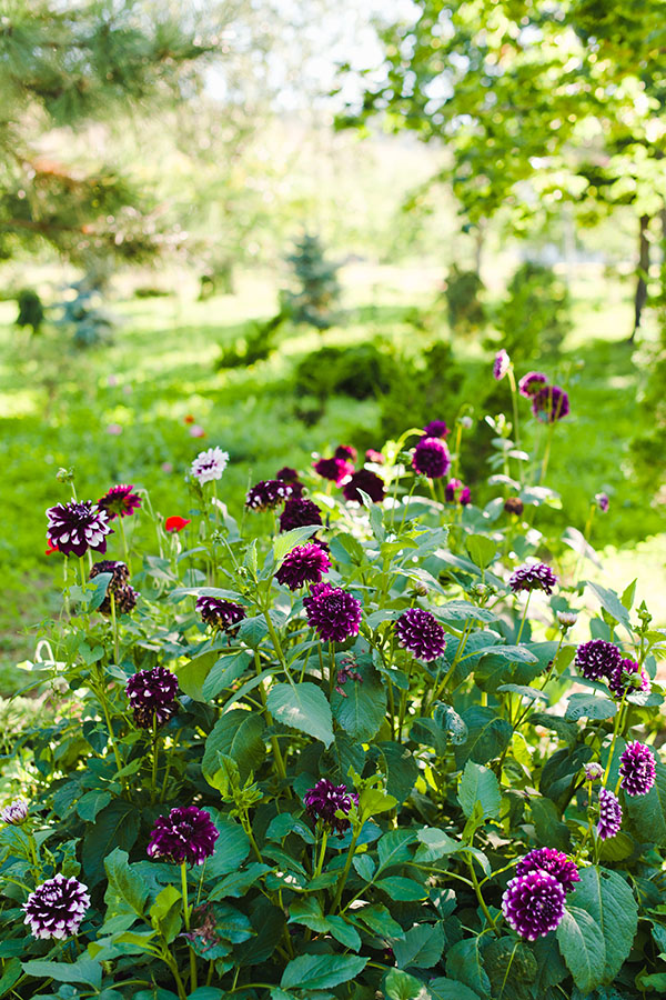 flowers growing