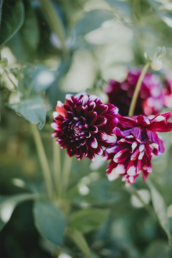 purple flowers closeup