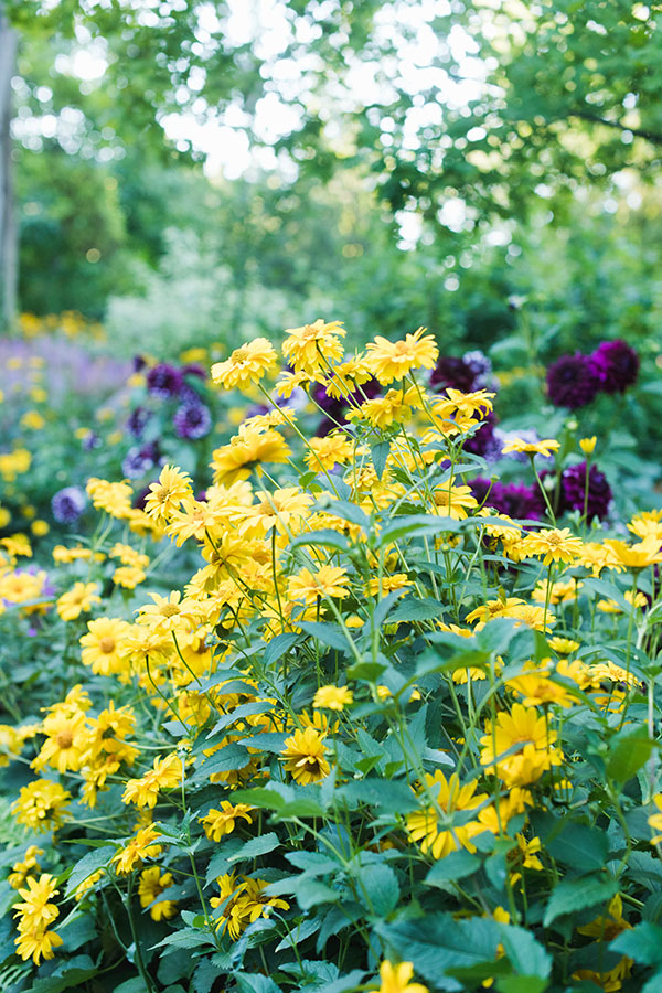 yellow and purple flowers